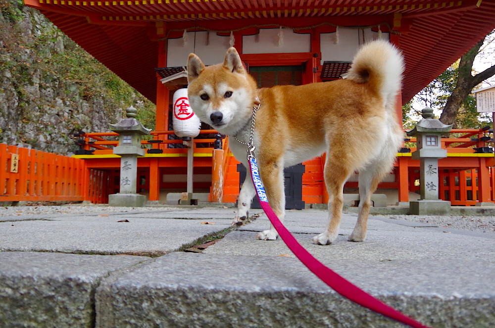 爱游戏app-CBA球队积极推进青训改革，cba球队青训几级梯队