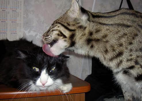 国家队主帅坦言期待年轻球员挑起大梁，国家队主力阵容