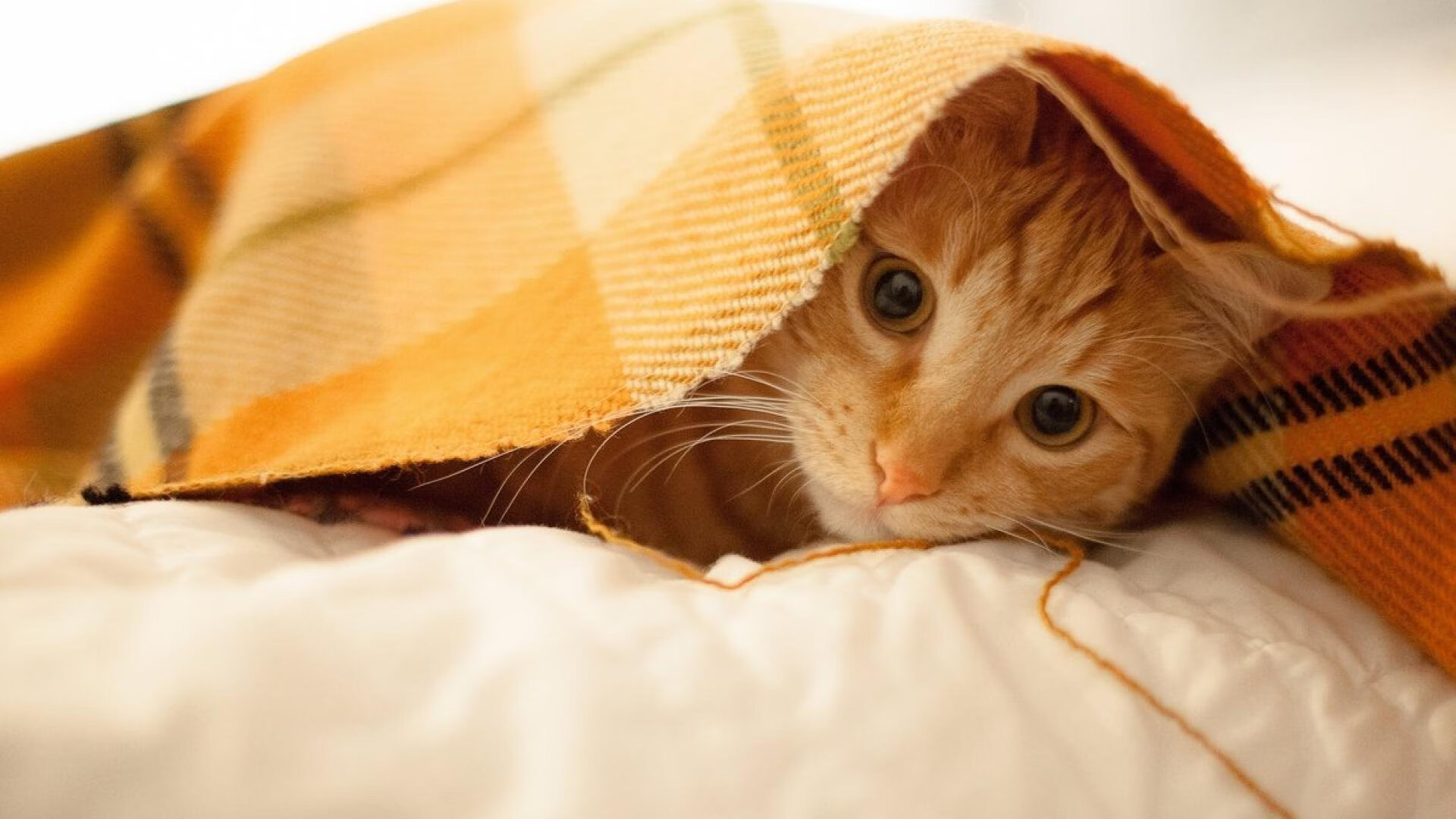 奥预赛中国足球爆冷 战术调整成关键话题,中国足球对策