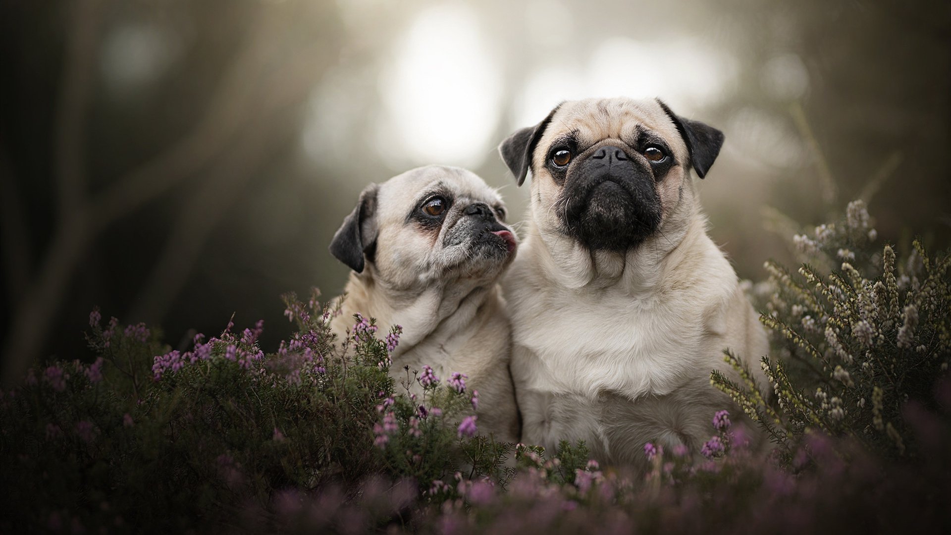 技术趋势分析:中国转身节奏进化快于美国