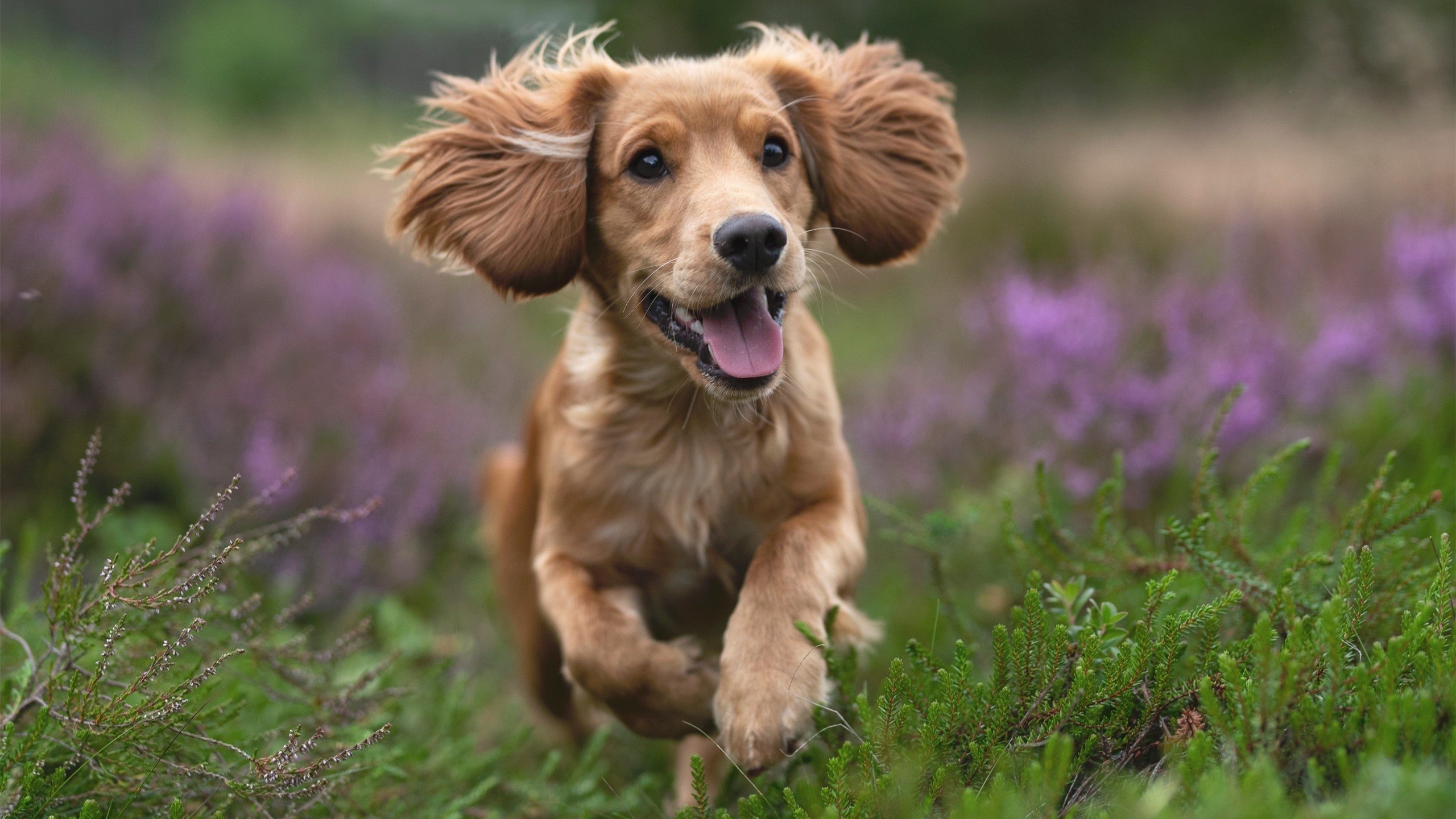 接力大战美国领先 全场沸腾,美国接力比赛