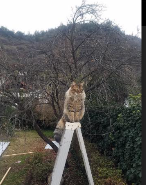 起跳弹跳力数据新高,弹跳起跳如何跳得高