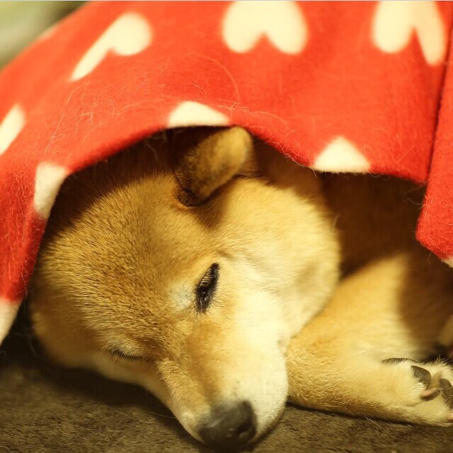 爱游戏下载-运动康复科普讲座走进社区和学校，运动康复科普讲座走进社区和学校的感受