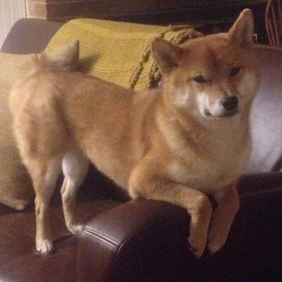 世界杯天王争霸:个人秀与战术融合的巅峰对决,世界杯过人王