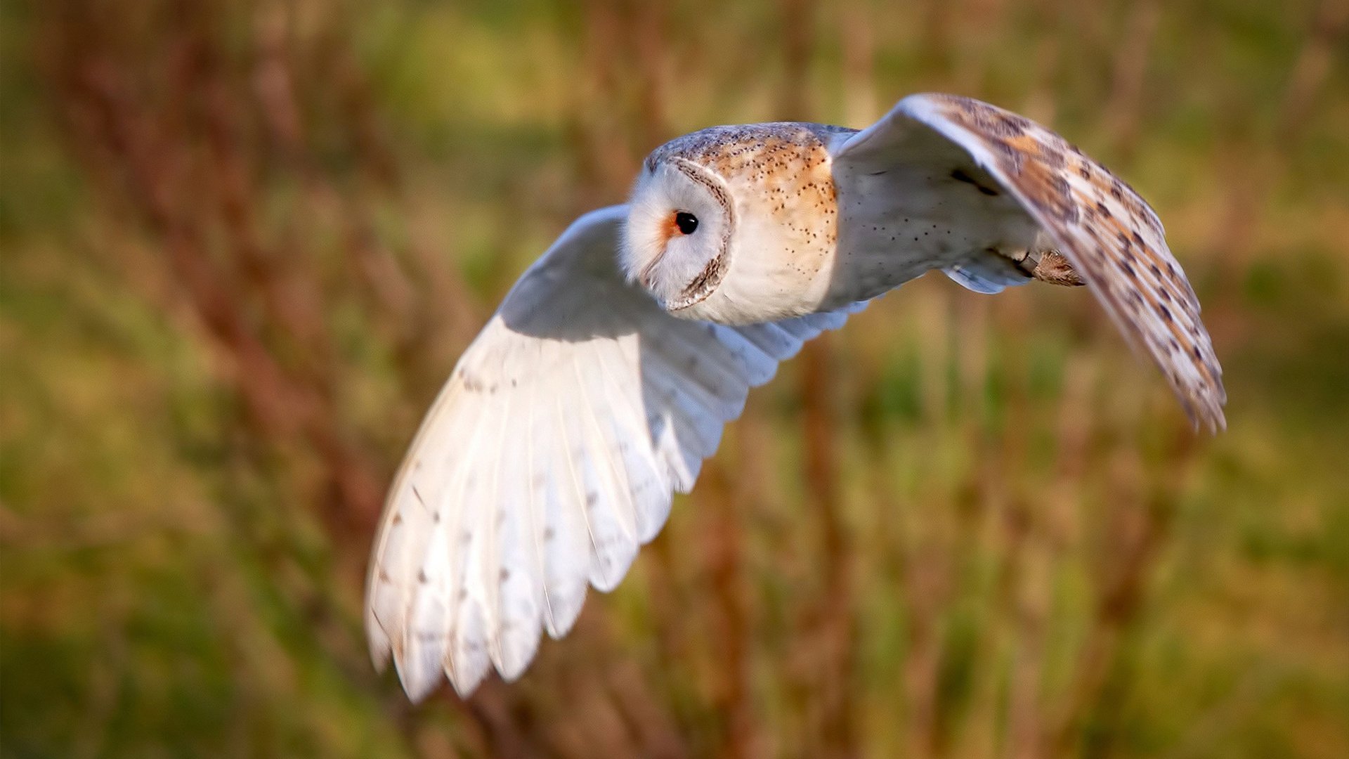 唐纳德·高尔的优秀表现,再次帮助袋鼠队赢得关键比赛,唐纳德纳尔逊