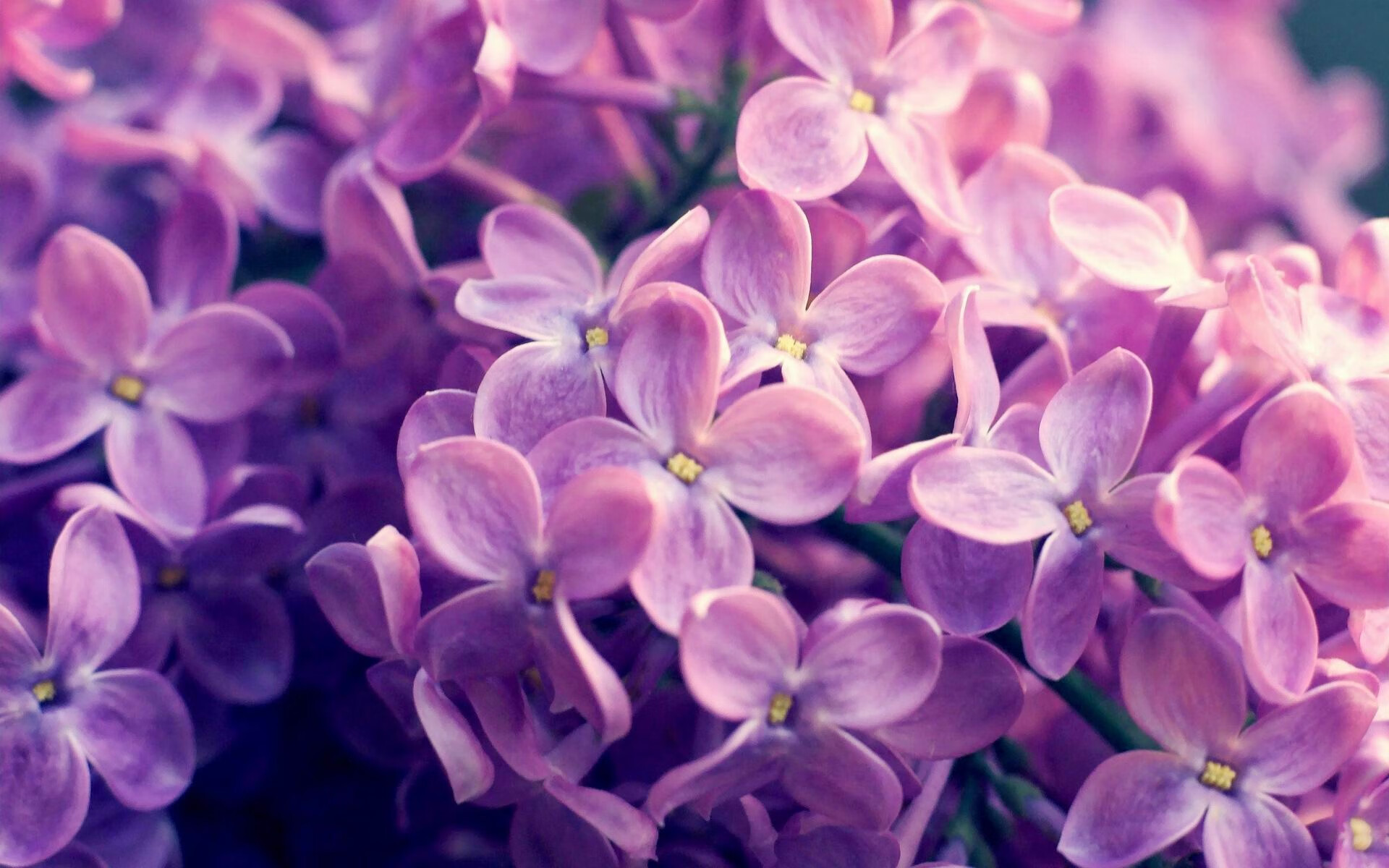 奥康纳的稳定发挥，让袋鼠队保持在橄榄球冠军锦标赛的顶端，康谷袋鼠篮球队