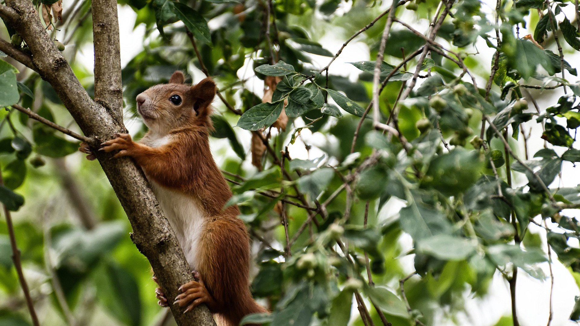 尼日利亚女篮在非洲锦标赛中夺冠,运动水平持续提升
