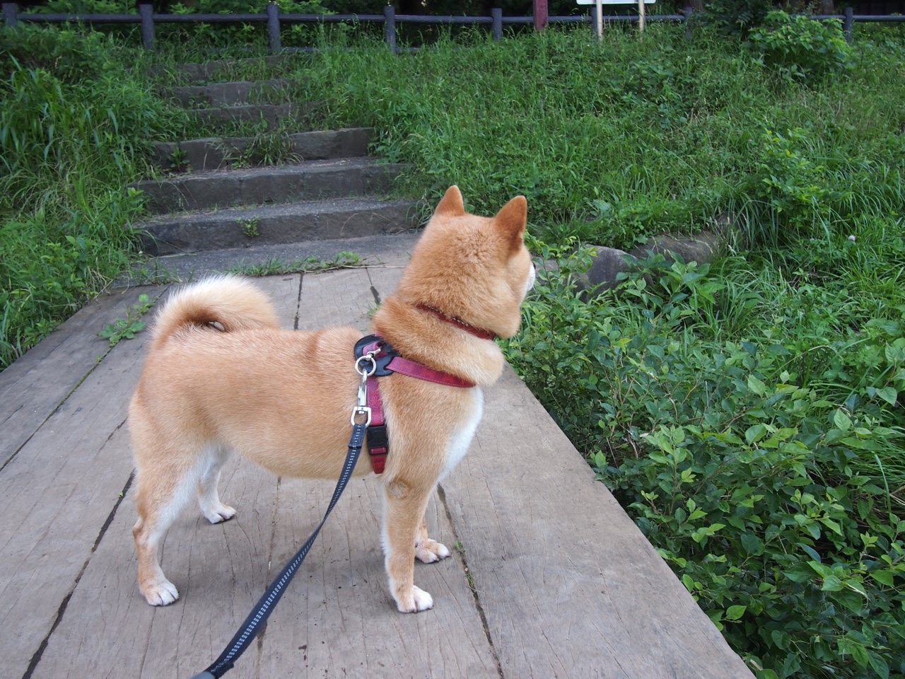 张雨霏分析转项优势并展望未来计划