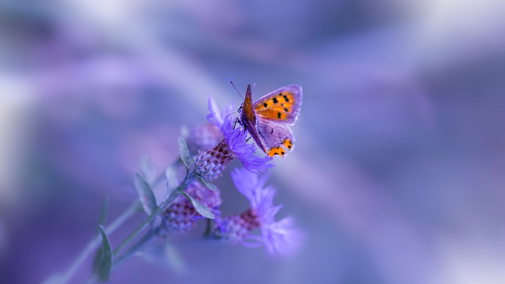 爱游戏官方-德甲速度突破：瞬间突入，精彩无穷！，德甲最快进球纪录