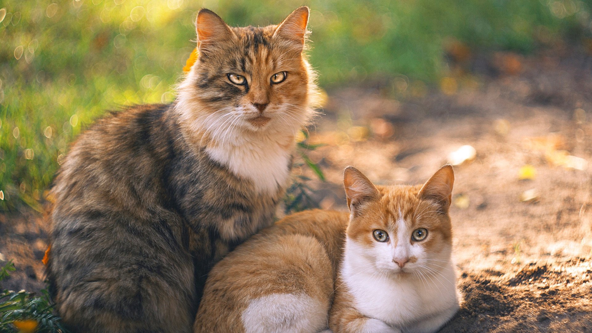 水球关键战荷兰顶住压力突围,女子水球 荷兰