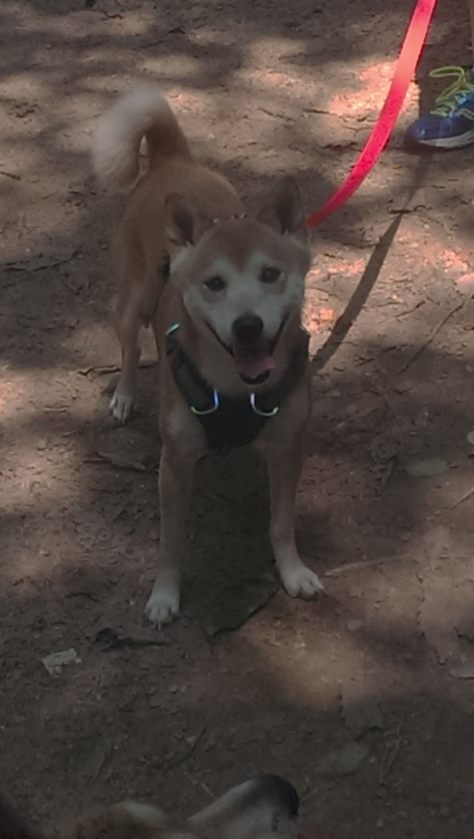 胡贝特·科斯技术动作完美助力夺冠,胡贝尔特